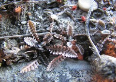 Leptinella serrulata, photograph (c) Aalbert Rebergen, some rights reserved (CC BY)