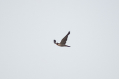 Falco peregrinus