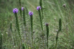 Liatris punctata mucronata