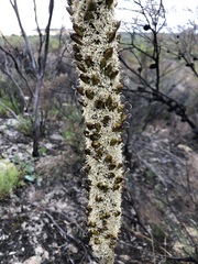 Xanthorrhoea caespitosa