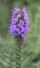 Liatris punctata mucronata