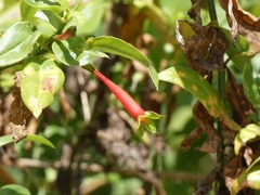 Lisianthius axillaris