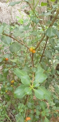 Coprosma hirtella