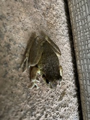 Ranoidea lesueuri