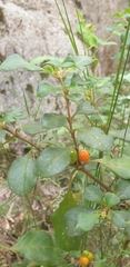 Coprosma hirtella