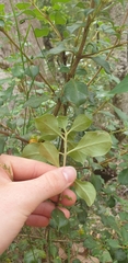 Coprosma hirtella