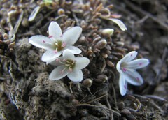 Montia sessiliflora