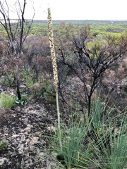 Xanthorrhoea caespitosa