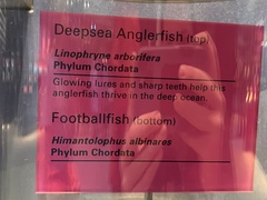 Linophryne arborifera