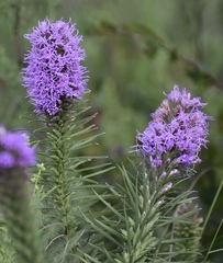 Liatris punctata mucronata