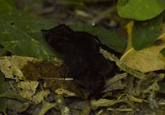 Achlyodes busirus