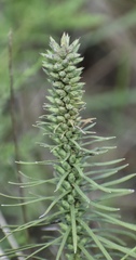 Liatris punctata mucronata