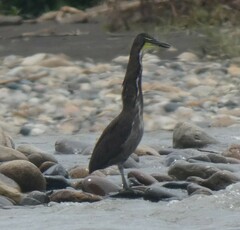 Tigrisoma fasciatum