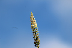 Reseda alba