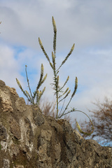 Reseda alba