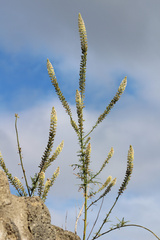 Reseda alba