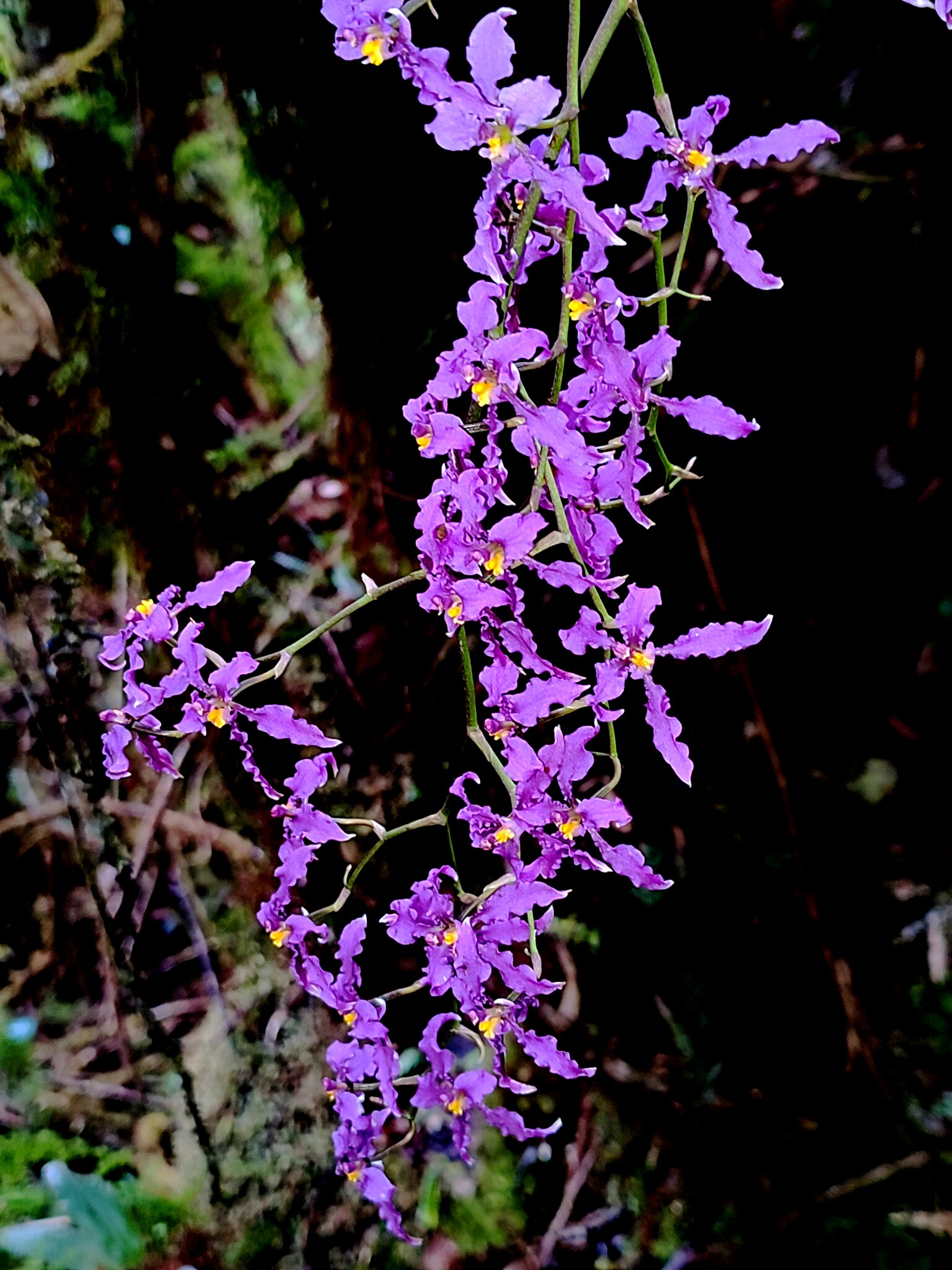 Cyrtochilum ioplocon (Rchb.f.) Dalström 3
