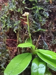 Cheiradenia cuspidata
