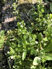 Veronica undulata