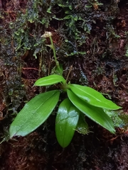 Cheiradenia cuspidata