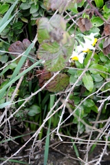 Narcissus tazetta