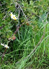 Narcissus tazetta
