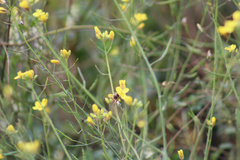Diplotaxis tenuifolia