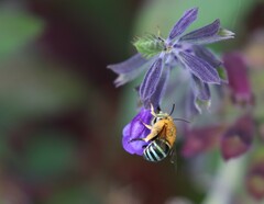 Amegilla cingulata
