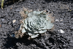 Physaria bellii