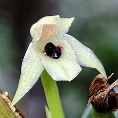 Maxillaria graminifolia