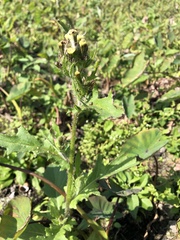 Erechtites hieraciifolius cacaloides