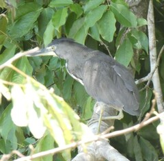 Tigrisoma fasciatum