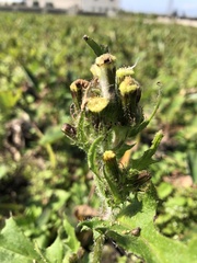 Erechtites hieraciifolius cacaloides