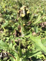 Erechtites hieraciifolius cacaloides