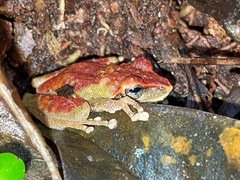 Philautus acutirostris