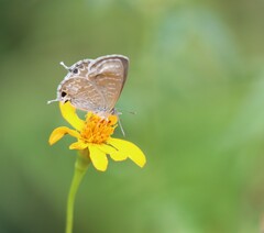Theclinesthes onycha
