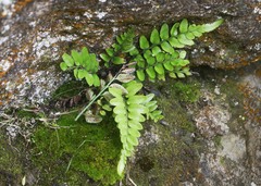 Asplenium lyallii