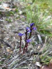 Lobelia gibbosa