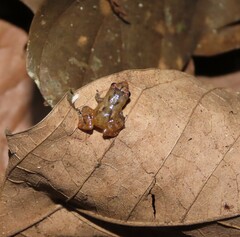 Diasporus