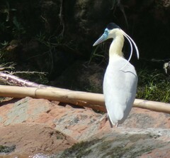 Pilherodius pileatus