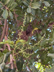 Cupaniopsis anacardioides