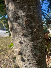 Cupaniopsis anacardioides