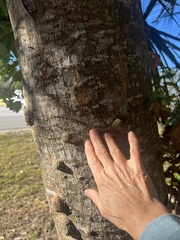 Cupaniopsis anacardioides
