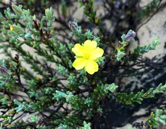 Hibbertia devitata