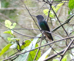 Chrysuronia oenone