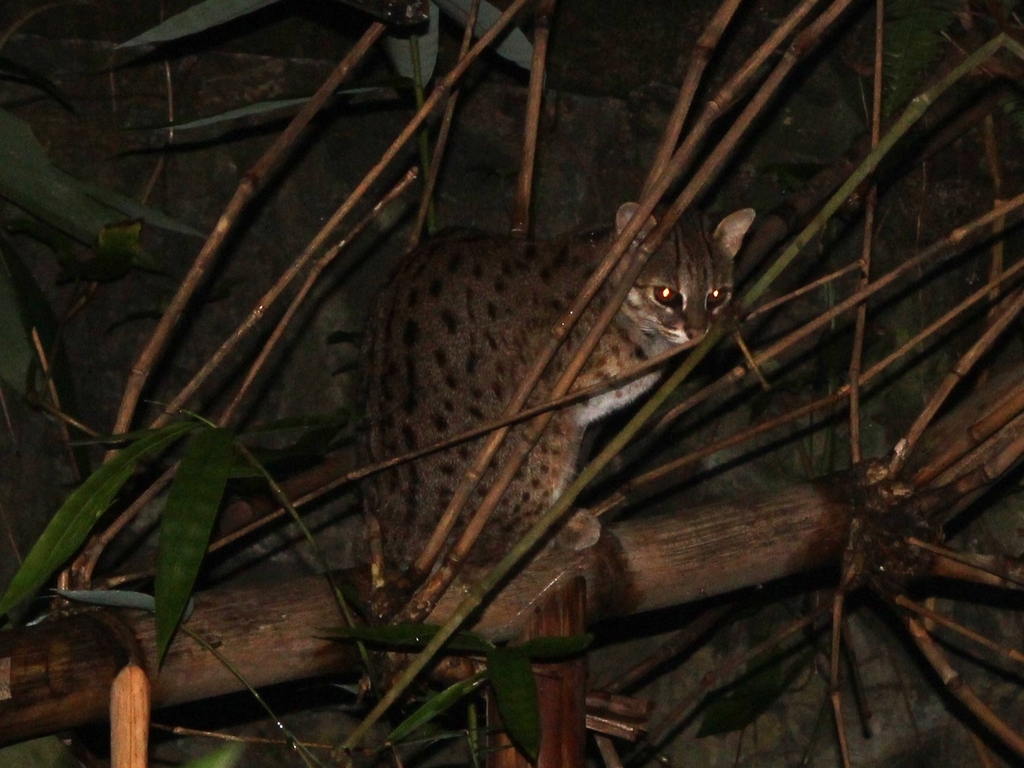 Kucing Hutan (Mammals of IPB University) · iNaturalist