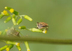 Oncocoris geniculatus