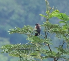 Cyanocorax cyanomelas