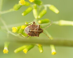 Oncocoris geniculatus