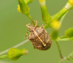 Oncocoris geniculatus